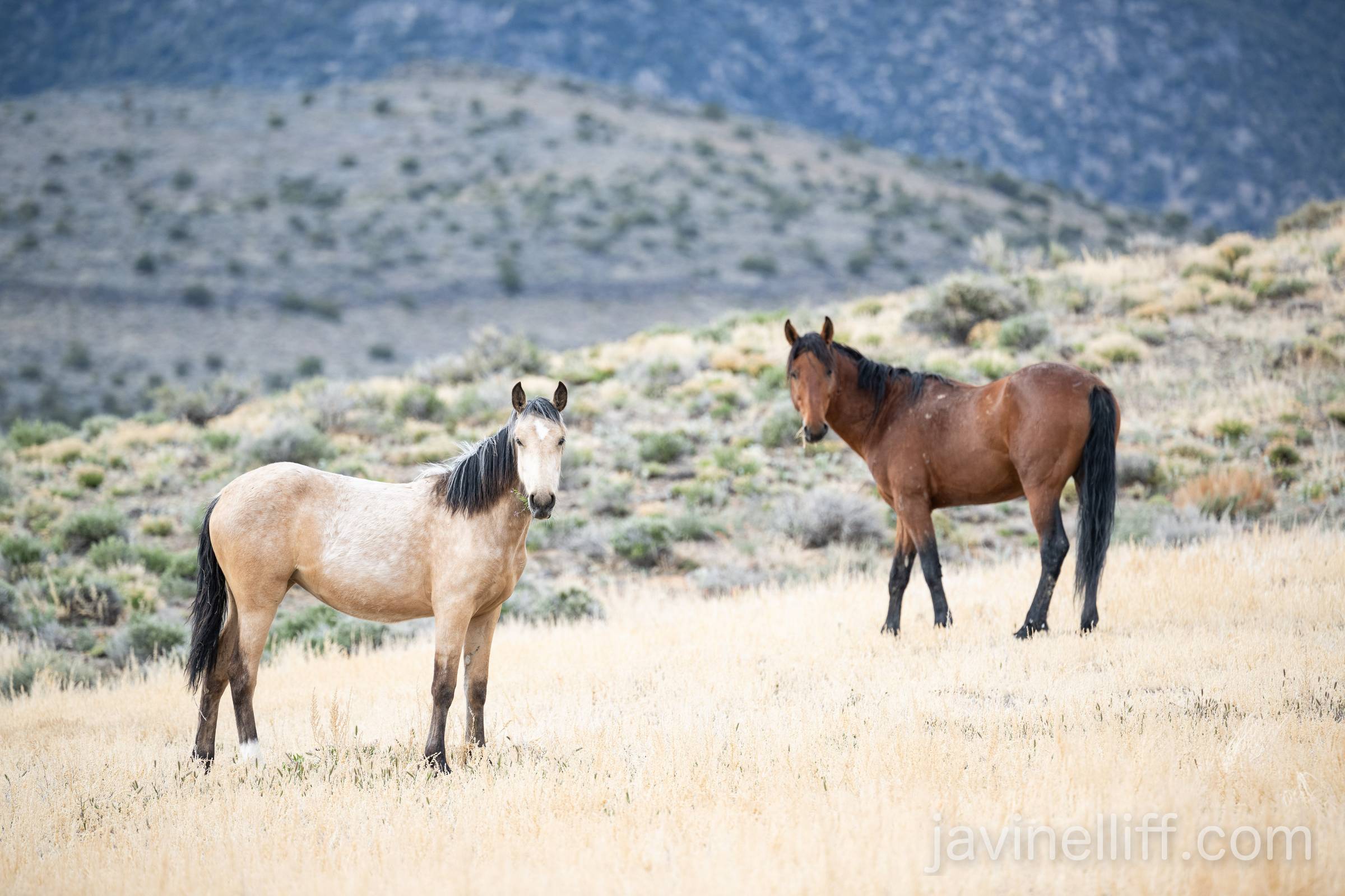 Mare and Stallion A mare and stallion take a break from grazing to investigate the photographer.